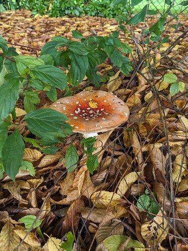 PXL_20231015_173011372