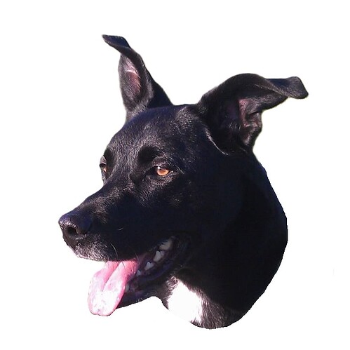 Roscoe disco park face white background