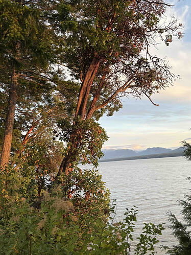 Arbutus26