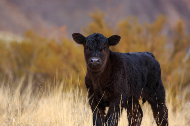 4,300+ Angus Calf Stock Photos, Pictures & Royalty-Free Images ...